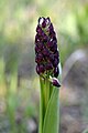 Orchis purpurea