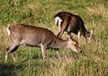 Sika deer (Cervus nippon)