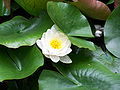 Nymphaea alba- Water lily