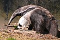 Giant anteater