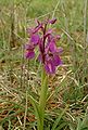 Anacamptis morio