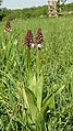 Orchis purpurea Germany - Rheinwald bei Forchheim (Baden)