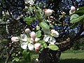 Apple tree in flower, May 2007, Saare County, Estonia