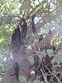 Ripe pods; Beit Hakerem, Jerusalem, Israel