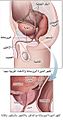 ٱلْعَرَبِيَّة