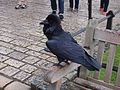 tower raven