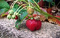 Ripe and unripe strawberries