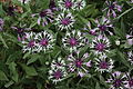 Centaurea montana 'Amethyst in Snow'