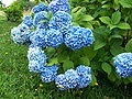 Hydrangea macrophylla