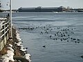 Anas platyrhynchos Mallard flock Sault Ste. Marie, Ontario