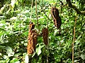 fruit hanging from tree. Costa Rica, Monteverde