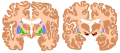 Basal ganglia.svg (Based on work by Andrew Gillies/User:Anaru; Creative Commons Attribution ShareAlike   GFDL license)