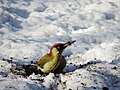 Woodpecker (March/January)