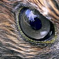 Eye on a juvenile; Whalers Cove, Pescadero, California