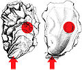 How to open an oyster