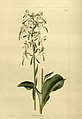 Platanthera bifolia (as syn. Habenaria bifolia) plate 1653 in: The Botanical Cabinet Conrad Loddiges & Son London (1817-1833)