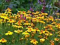 Tagetes tenuifolia