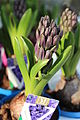 Hyacinthus orientalis 'Blue Pearl'