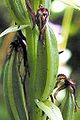 Platanthera bifolia