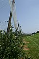 Obstplantage am Bodensee bei Arbon; (Plantage von Gala, Topas und Golden)