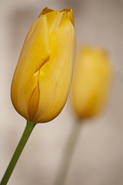 tulipe