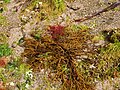 Goémon Bifurcaria bifurcata et algues (Gracilaria (rouge), Ulvophyceae (vert)) dans la baie de Concarneau 1