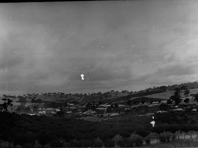 File:Apple orchard at Angaston, town in the distance(GN10577).jpg