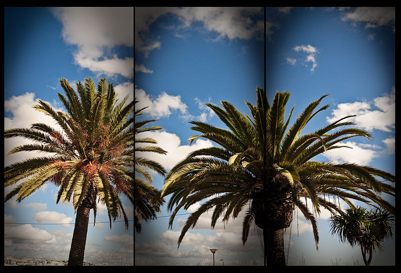 File:Palms (3 pieces) (4169403443).jpg