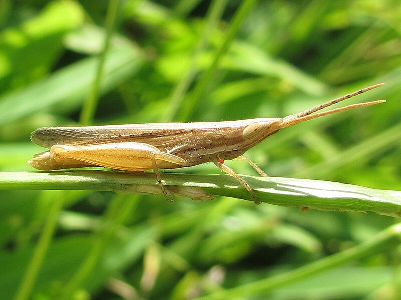 File:Grasshopper 1 (6802967536).jpg