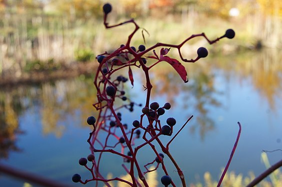 Autumn Fruits