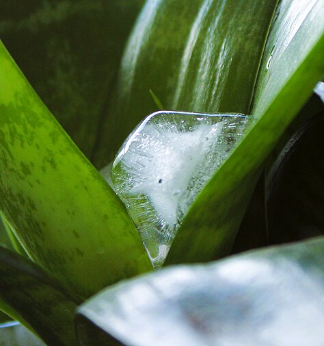 Ice in a plant