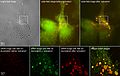 Label-free Localisation Microscopy SPDM - Super Resolution Microscopy reveals prior undetebable intracellular structures