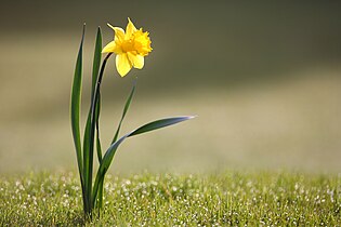 Narcissus (Daffodil)