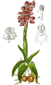 plate 12 archive copy at the Wayback Machine Orchis morio Anacamptis morio