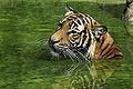 ◆2012/09-18 Mammals 407 Commons:Picture of the Year/2012/R1/Tiger-2.jpg