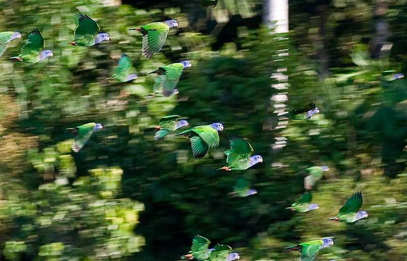 File:Pionus menstruus -Peru -flying-8c.jpg