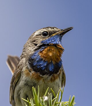 Bluethroat's head and neck in Katonkaragay national park. Katonkaragay District, East Kazakhstan Region, Kazakhstan.