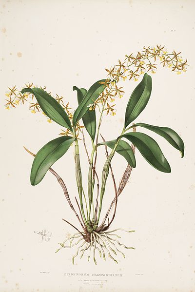 File:Epidendrum stamfordianum - Orch Mex.Guat. pl. 11 (1837-1843).jpg