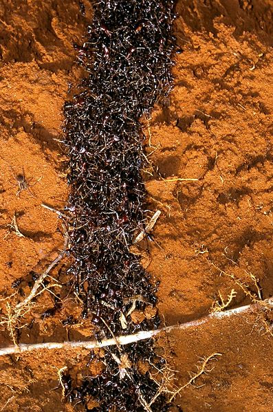 File:Safari ants tunnel.jpg