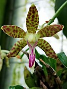 Phalaenopsis subparishii