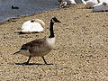 Canada Goose at Abbotsbury, England