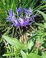 Flowering plant, cultivated, Poland