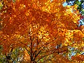 Tree in autumn; West Virginia, USA