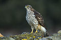 Goshawk (May)