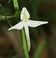 Platanthera bifolia