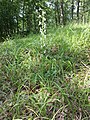 Platanthera bifolia