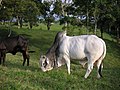 Rind, Departamento de Quindio, Kolumbien