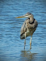 Great Blue Heron Standing in Water