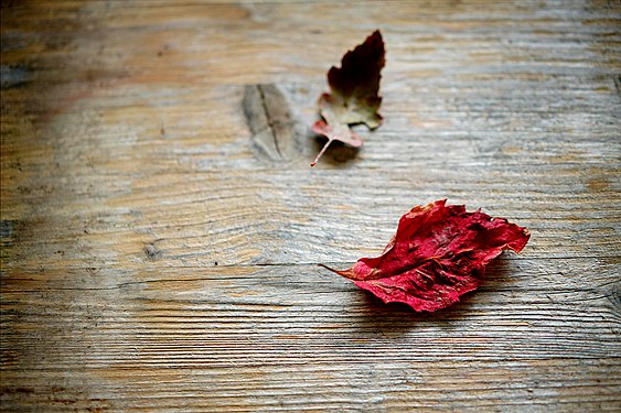 Herbstblätter auf Holzbrett