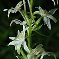 Platanthera bifolia